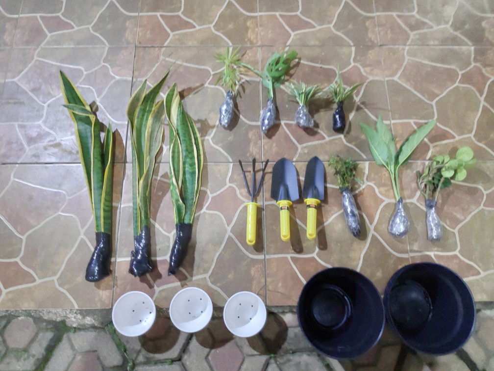 Tanaman Hias Zodia - Tanaman Anti Nyamuk