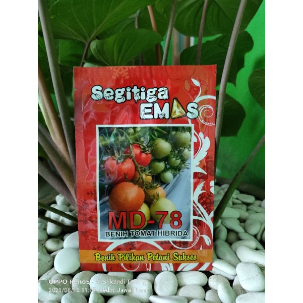 

Tomat MD 78 Tomat Hibrida 5gr Original Pabrik Buah Lebat Disukai Petani