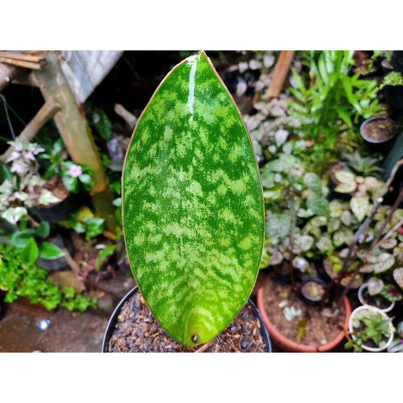 sansivera Mansonia / Sanseviera centong / Sensivera Giant