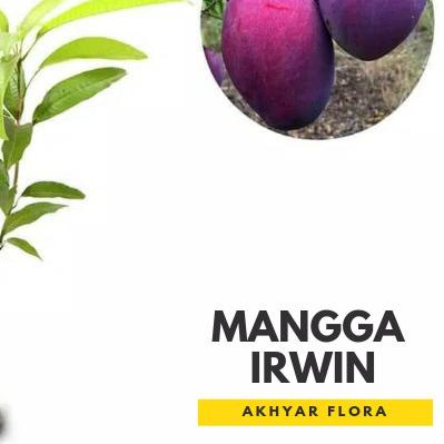 ➥ Bibit Mangga Irwin Tanaman Buah Mangga Irwin Erwin Mangga Ungu ♂
