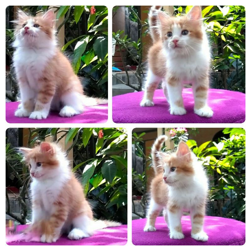 Kitten Jantan 2,5bln Oren Putih Lokasi Tulungagung  Shopee Indonesia