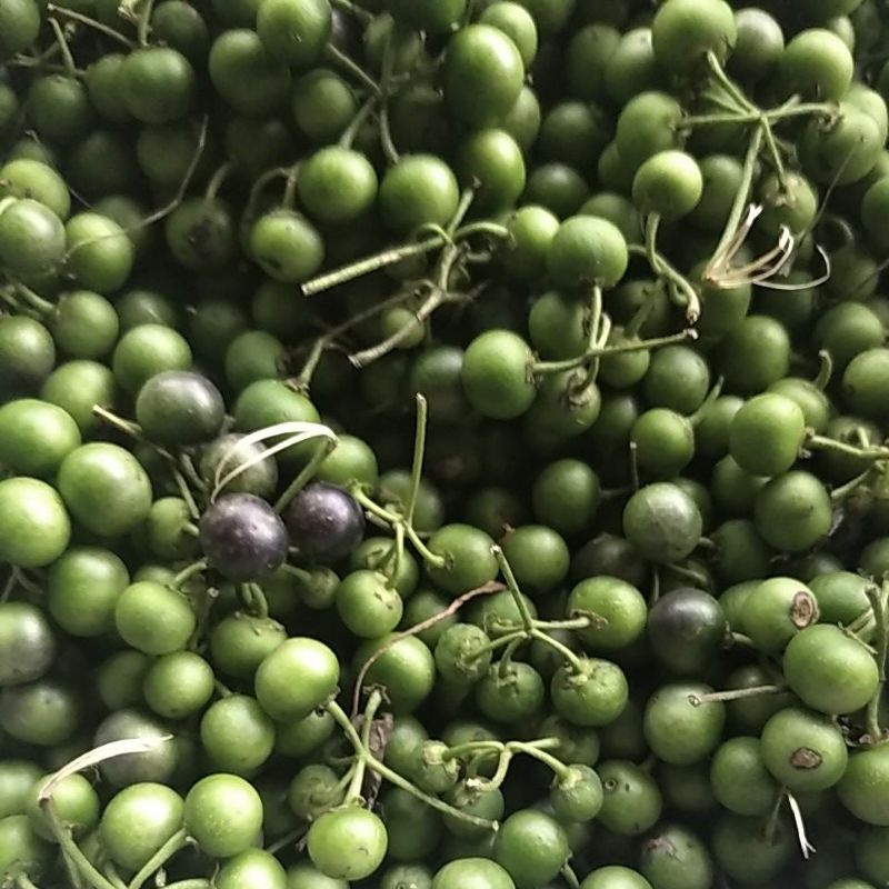 

Takokak / Poka / Pokak segar