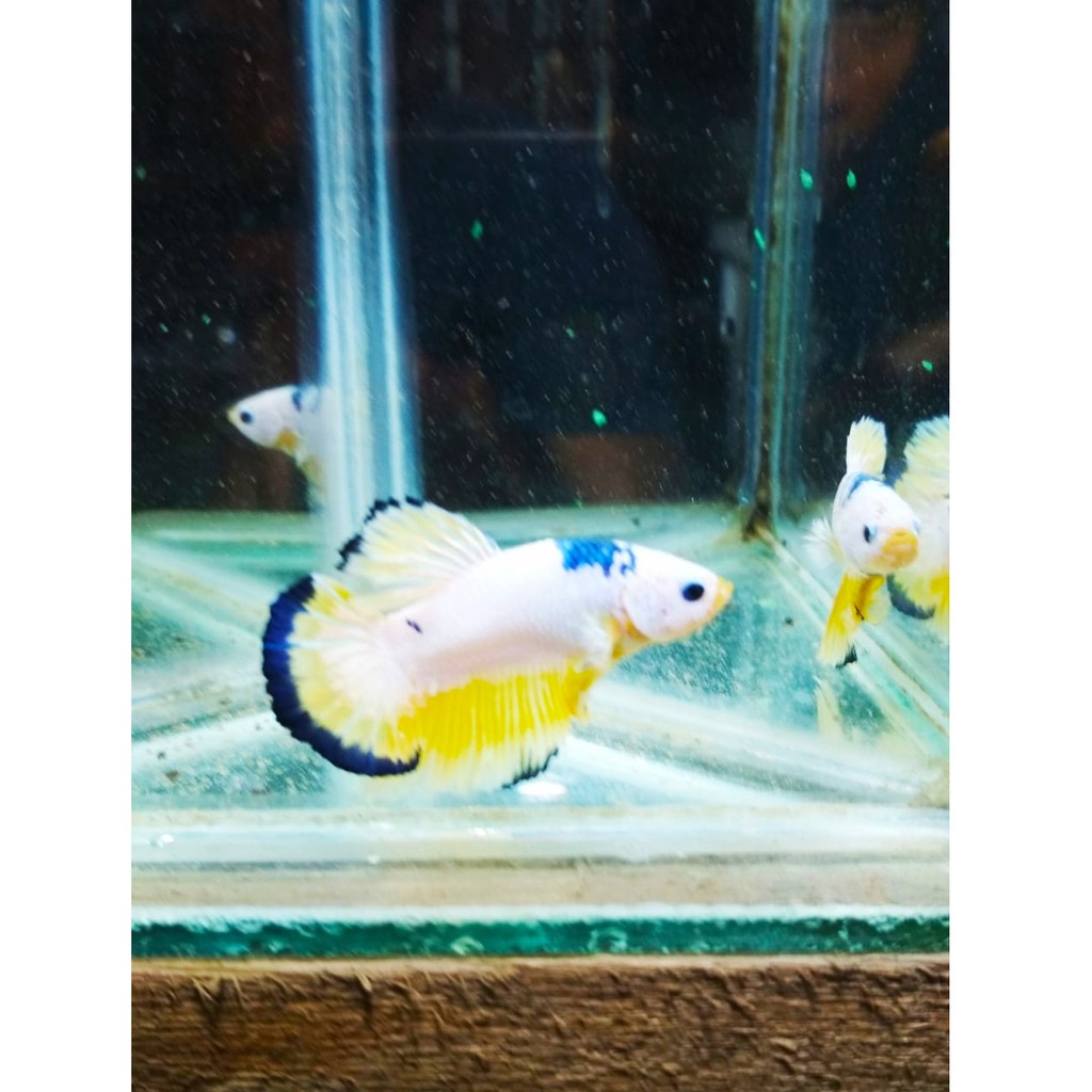 Cupang jantan Plakat fancy kombinasi line marbel blue rim hellboy fccp murah size mix S+