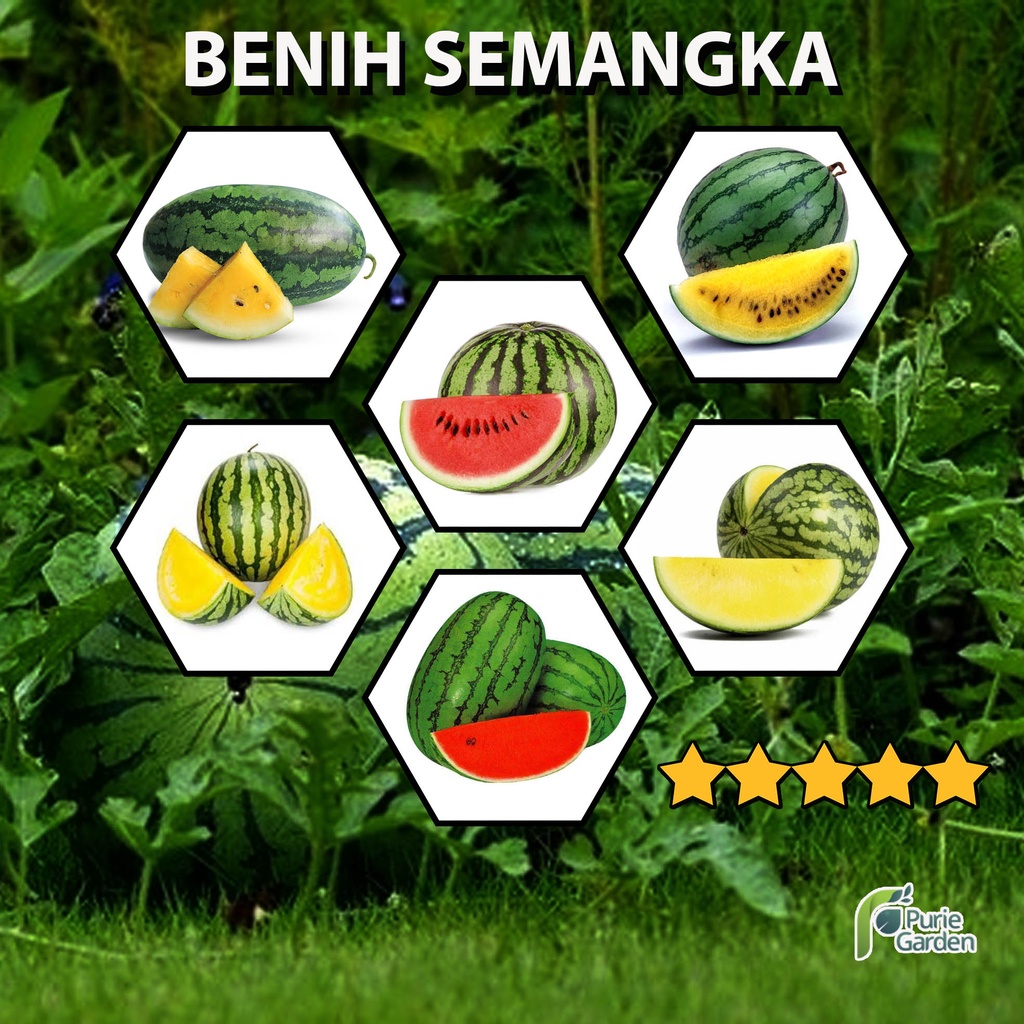 Benih Bibit Semangka Merah Kuning Lonjong Seedless PG KDR