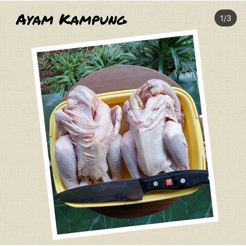 

Ayam kampung 1 ekor