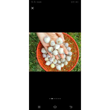 

Bawang Lanang / Bawang Tunggal