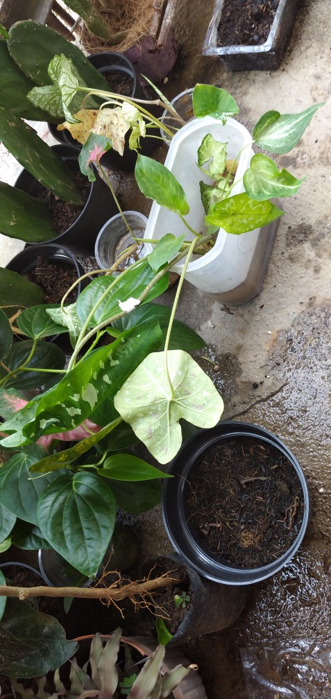 Tanaman Hias Tisu Wayang Cantik Tanaman Hias