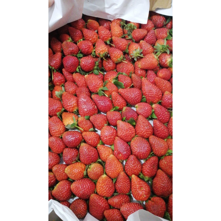 Strawberry Fresh Premium Ciwidey - Grade A [Paket DIstributor 5kg]