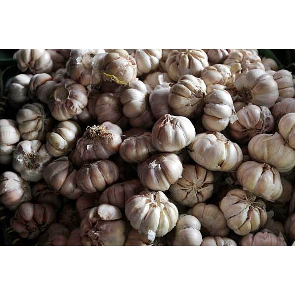 

Bawang Putih Biasa/Honan Sudah Bersih Kualitas Super 500 g