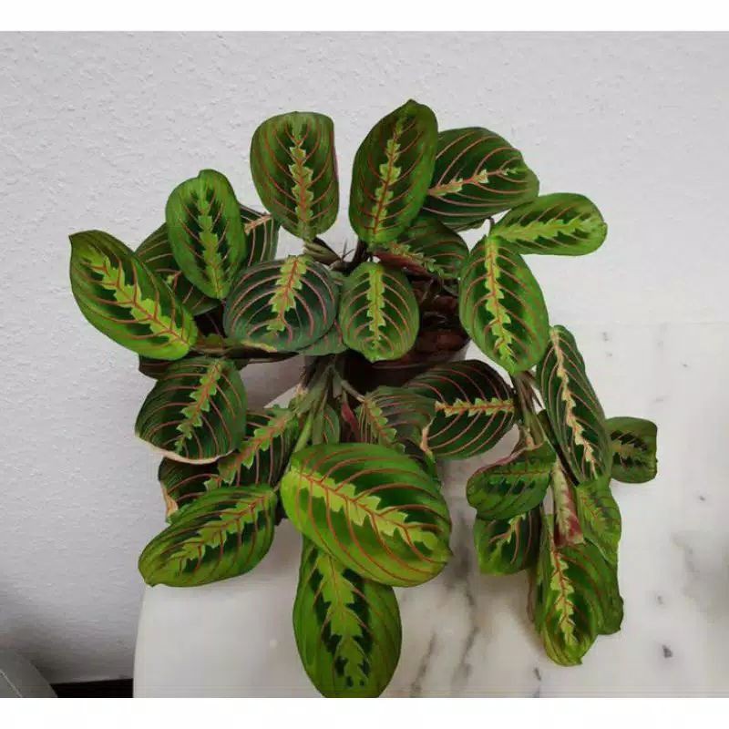 Tanaman Hias Calathea Leuconeura/Tanaman Hias Calathea Kepiting
