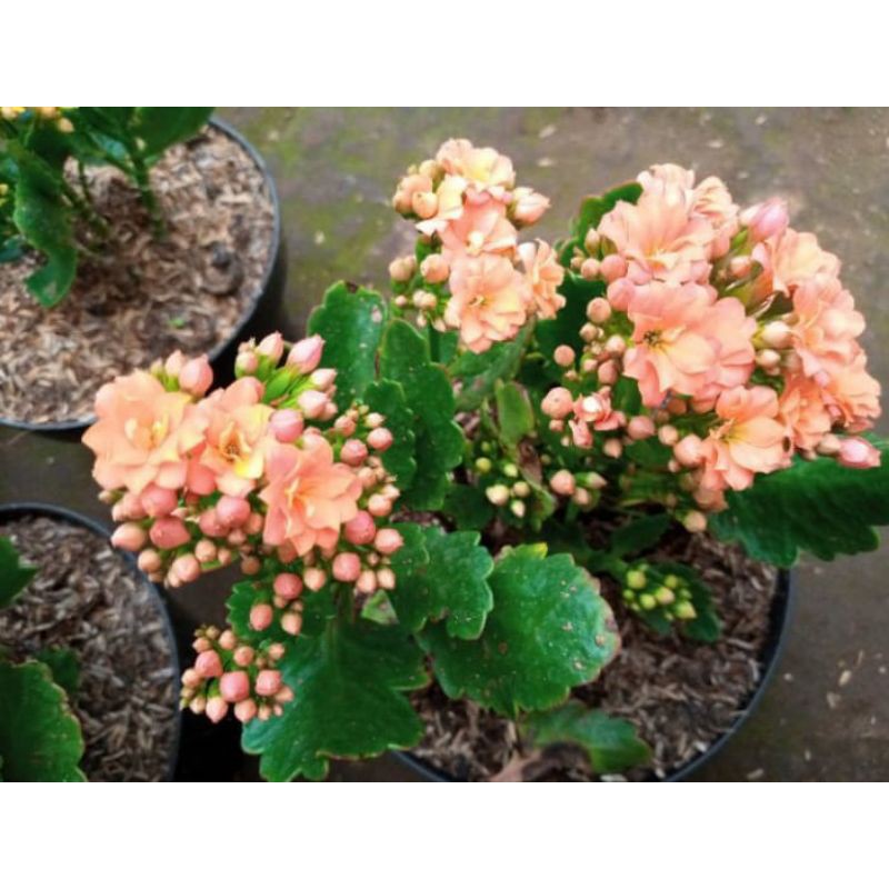 tanaman hias cocor bebek bunga warna peach(bunga tumpuk)