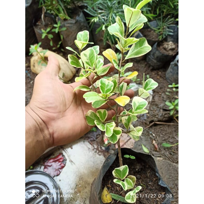 Beringin kupu kupu varigata