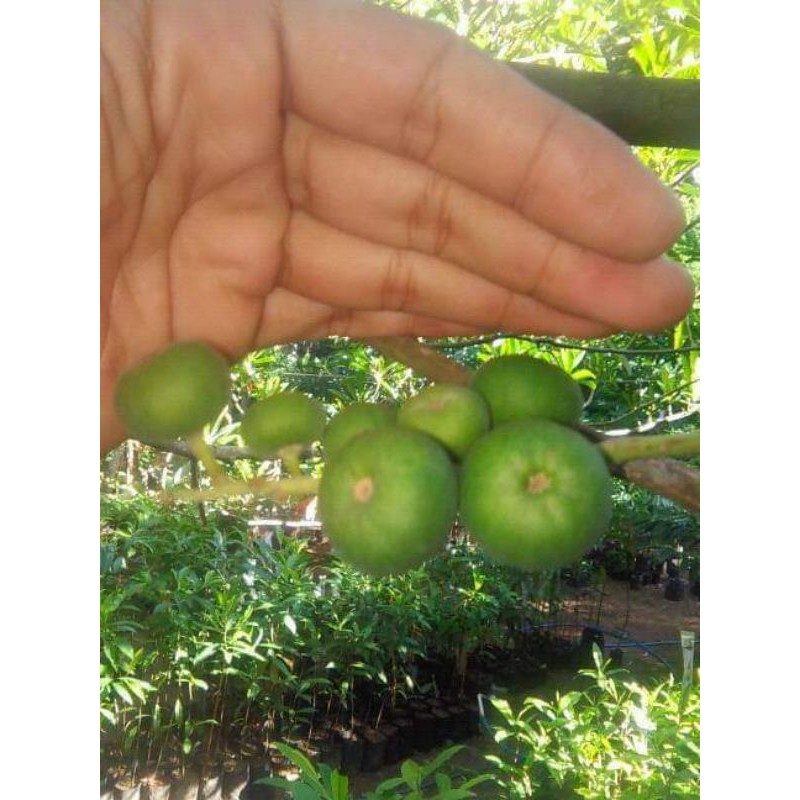 Bibit jenitri medana