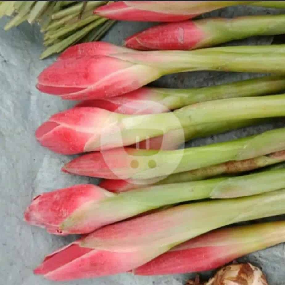 

Kecombrang Honje Per 1 pcs