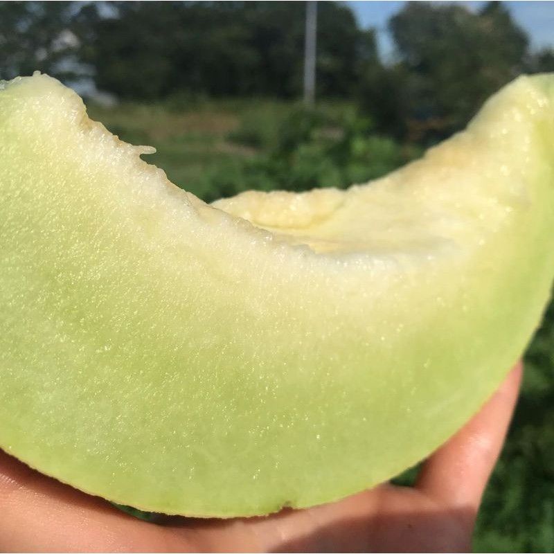 Bibit Melon Hijau Hibrida F1 - Benih Buah