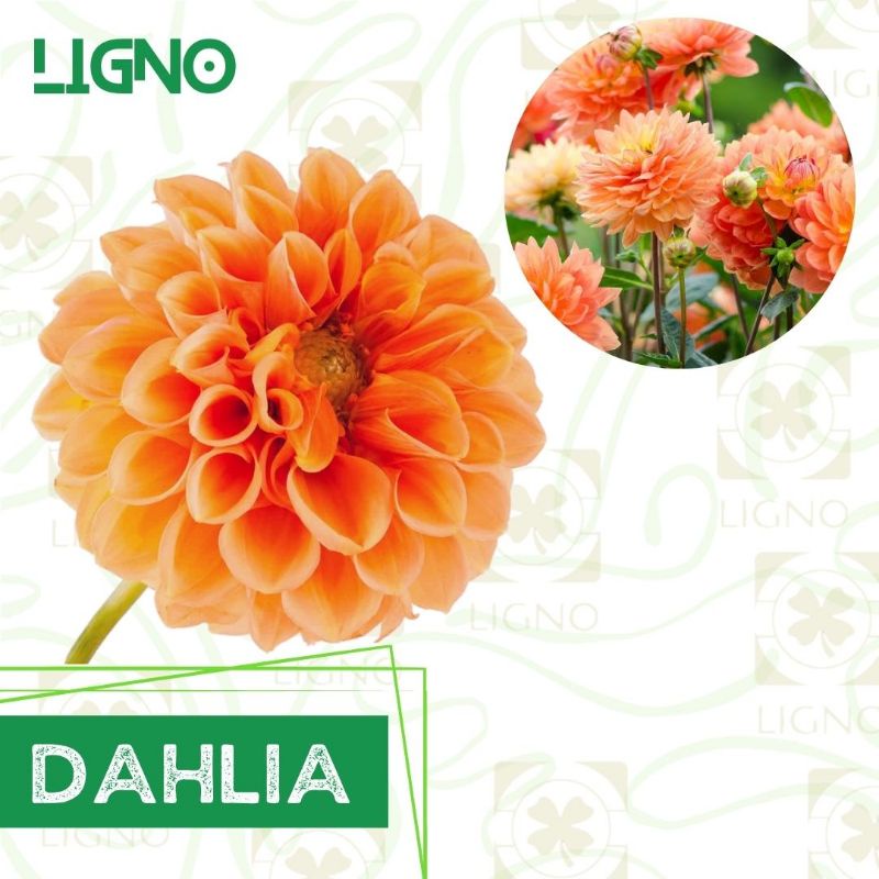 Benih DAHLIA ORANGE - Biji Bunga