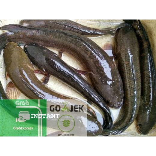 

Gabus Alam Hidup 1 kg 2-3-4 ekor