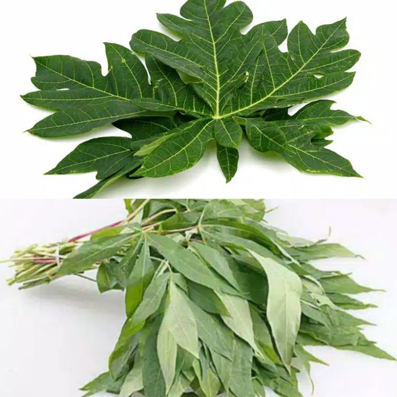 

DAUN PEPAYA / DAUN SINGKONG SEGAR