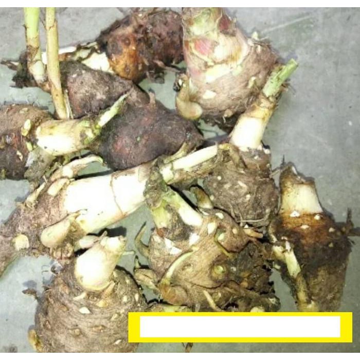 Bibit Terbaik Umbi Bunga Sedap Malam Siap Tanam Asli Garut