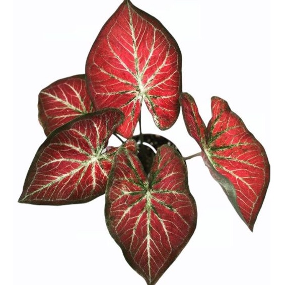 CALADIUM RICH OF THAI BIBIT HIAS KELADI ROT MURAH MERIAH COD BAYAR DITEMPAT