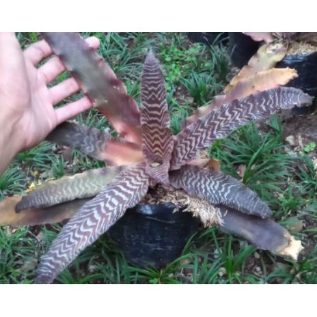 tanaman hias bromelia toke mini/bromelia mini/tanaman hidup