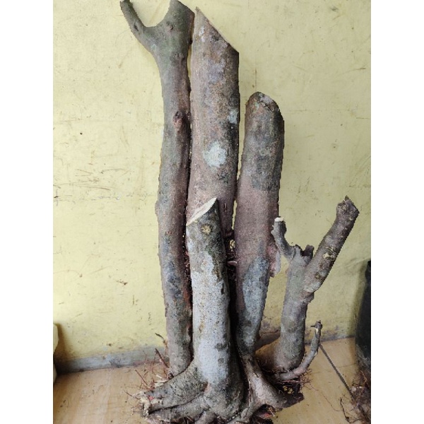 bahan bonsai serut Lanang jumbo sesuai gambar