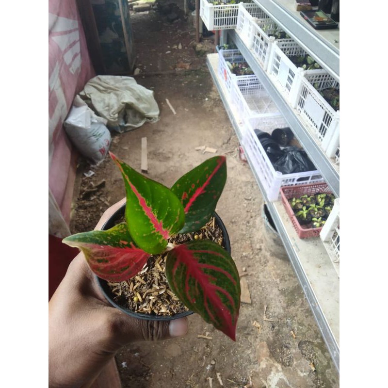 hias aglonema Wulandari rimbun [baby]