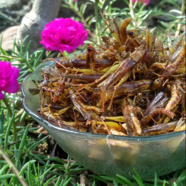 

Walang goreng kemasan Ekonomis | SERATUS DAPAT 4