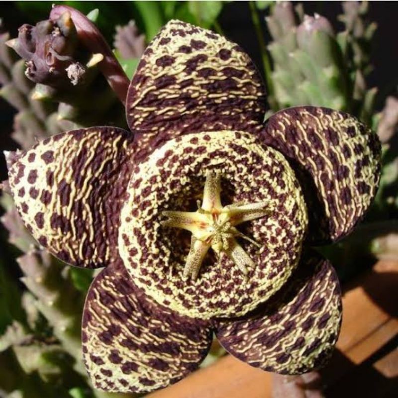 Orbea Varigata/Asclepiads/Huernia/Orbea