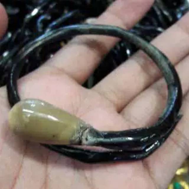 GELANG AKAR BAHAR bonggol/polos asli
