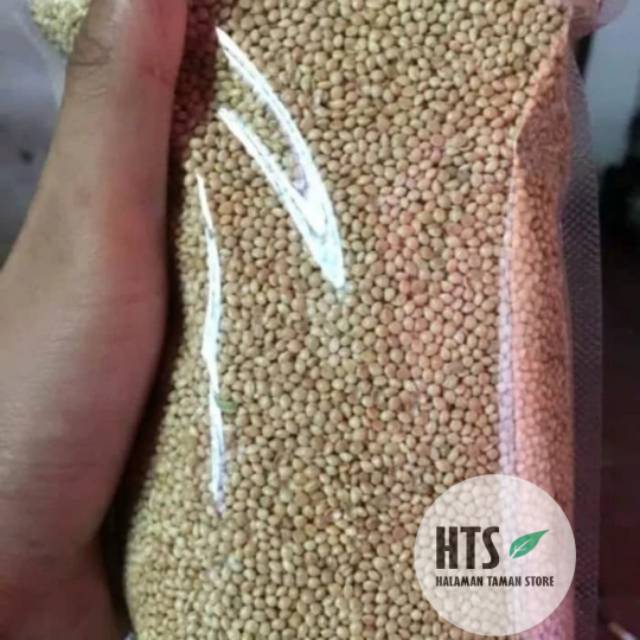 Benih Biji Rumput Pakan Ternak Per Kilogram - pakan peternakan