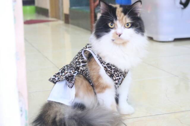 Dress macan untuk kucing &amp; anjing /Jual Baju Kucing Terlengkap &amp; Berkualitas size S-XL