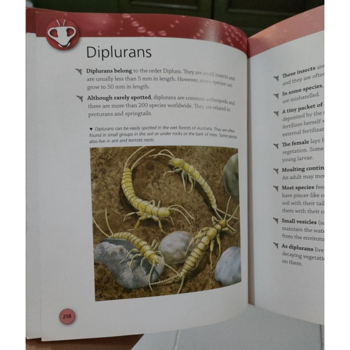 Buku original Bugs, Discover an amazing world