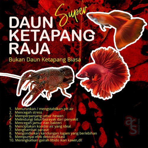 Daun Ketapang Kering untuk Obat Ekstrak Daun Ketapang Olahan