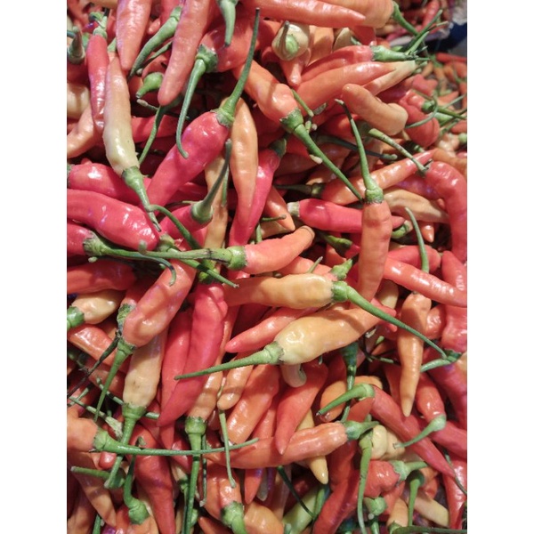 

cabe rawit jablay harga corona untuk 500g 20.000 ya kak