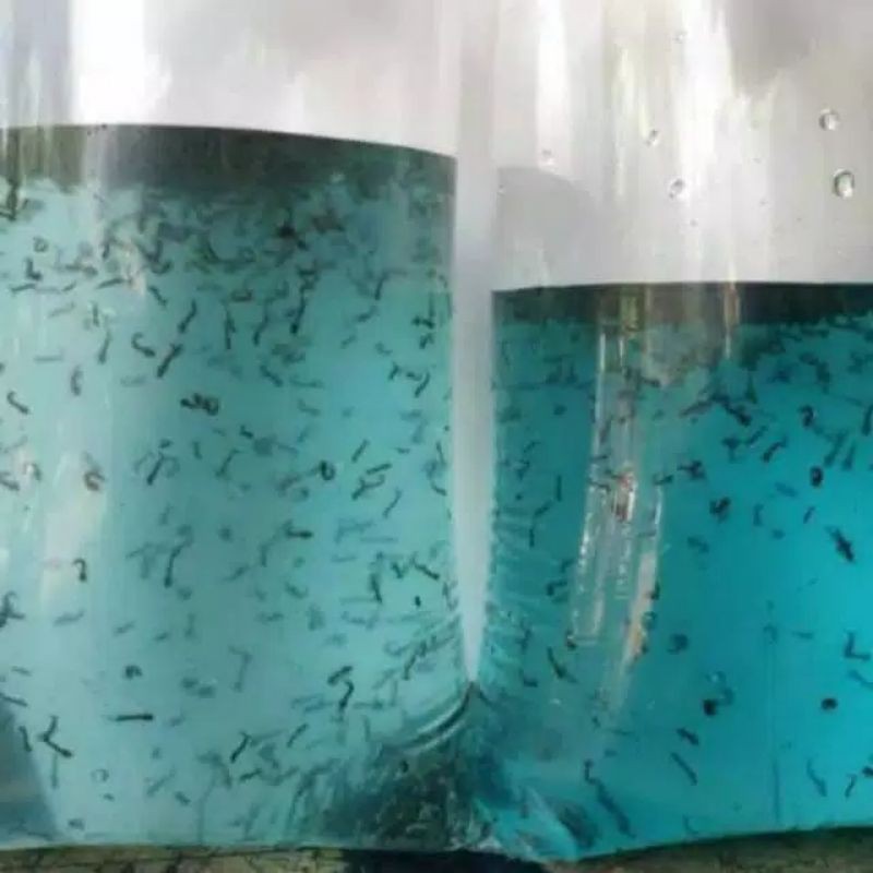 JENTIK NYAMUK ATAU ENCU