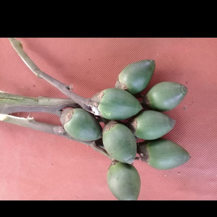

buah pinang muda / jambe