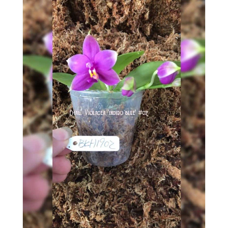 Phalaenopsis Violacea Indigo Blue