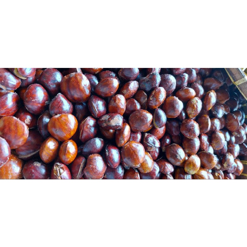 

Jengkol Tua Mentah /Jengkol tua 1 kg