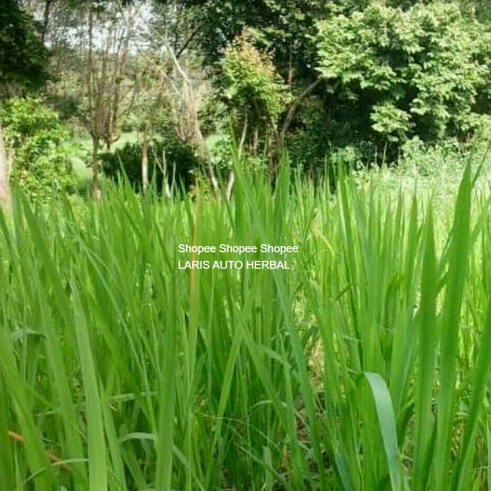 

Daun alang-alang segar 200gram/pack