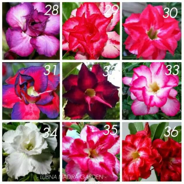 BIBIT ADENIUM / KAMBOJA ADENIUM (TUMPUK)