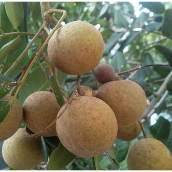 paket 3 bibit kelengkeng giant