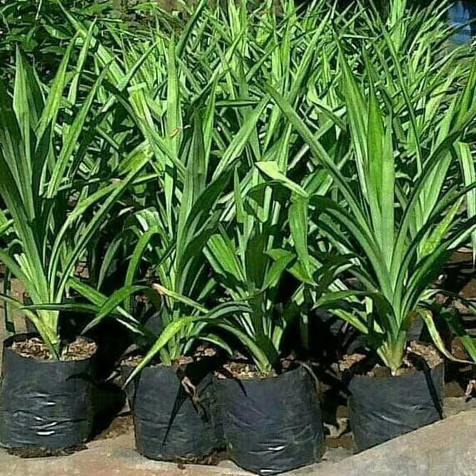 

pohon pandan super