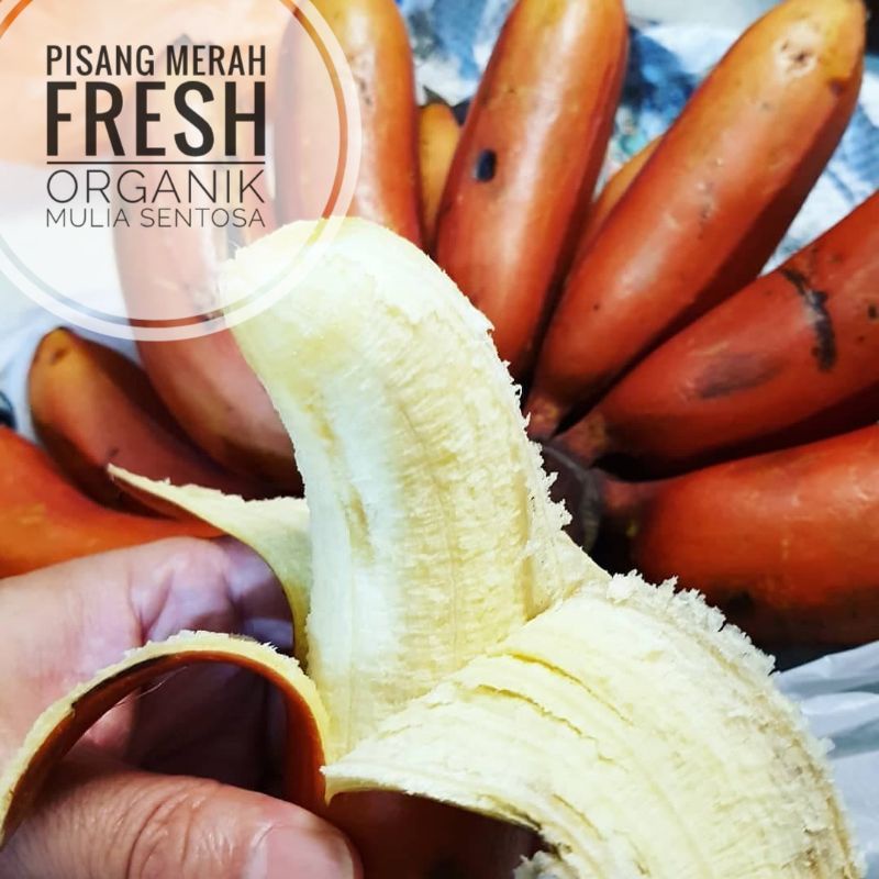 

Buah Pisang Merah Fresh Organik 1 kg / Pisang Kidang / Pisang susu Merah / Pisang Gembor