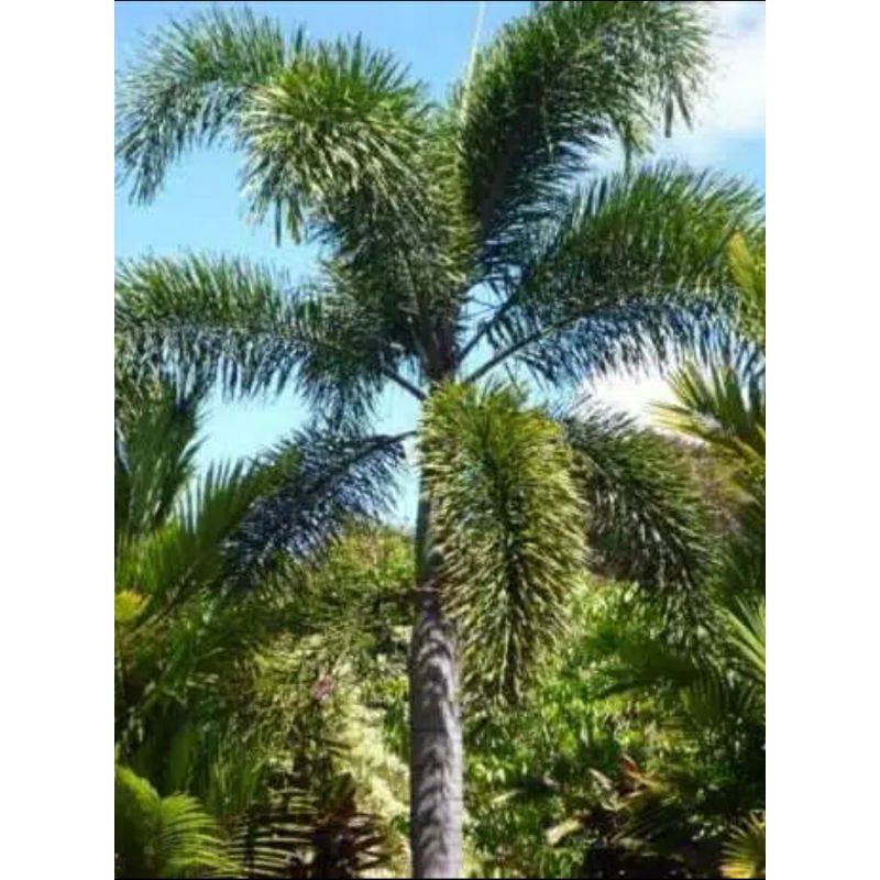 BIBIT PALEM EKOR TUPAI