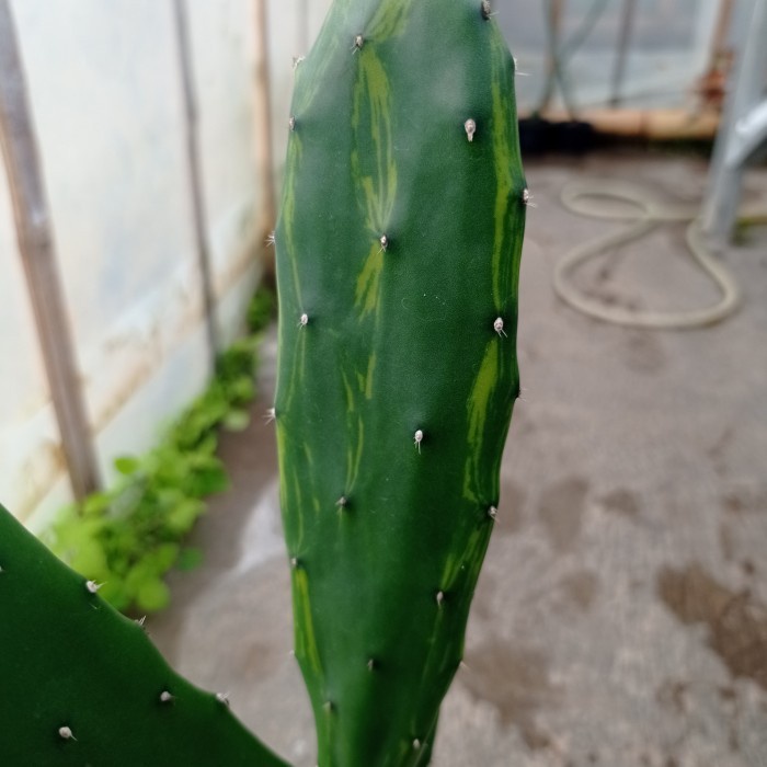 opuntia cochenillifera variegata KAKTUS SUKULEN TANAMAN HIAS