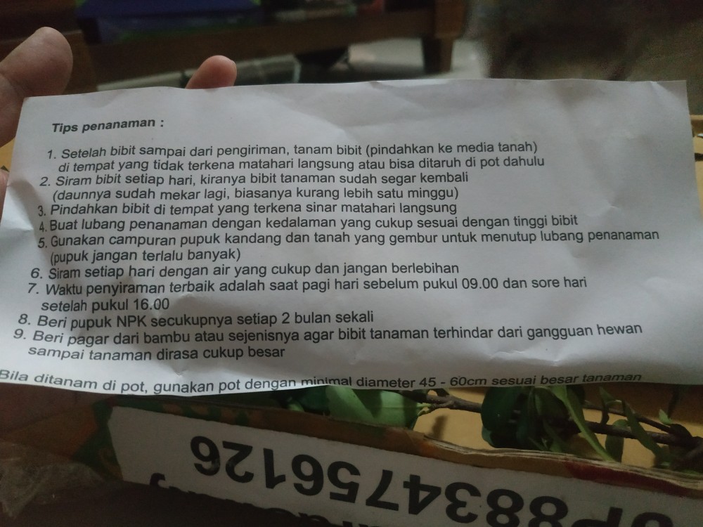 Bibit Tanaman Buah Cherry Barbados Cepat Berbuah