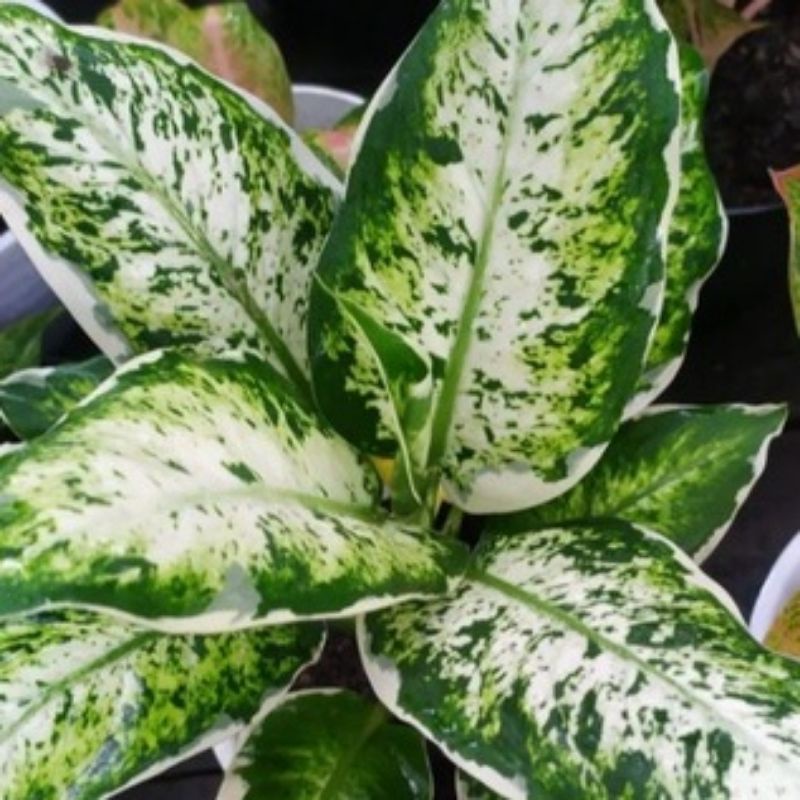 Tanaman Hias Diven Lukisan Cinta