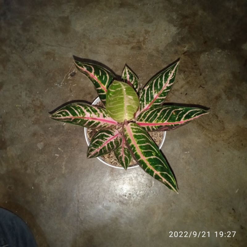 Aglonema Red Sumatra