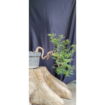 Bonsai asem sarap cascade
